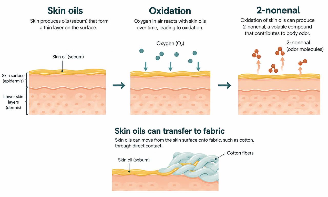 Clean, high-impact microscopic diagram. Top panel: Ordinary soap molecules (surfactants) sliding uselessly over a thick, hydrophobic 2-nonenal lipid film bound to a pore, leaving the waxy plug completely intact. Bottom panel: Japanese persimmon tannins binding directly to the nonenal hydrocarbon chains, neutralizing their surface tension, and flushing them away in rinse water.